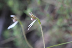 Eriochilus collinus