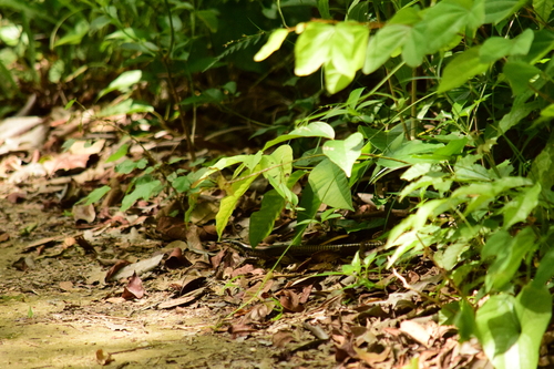 Mesoscincus schwartzei