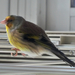 European Goldfinch × Island Canary - Photo (c) Daniel Capilla, some rights reserved (CC BY-SA), uploaded by Daniel Capilla