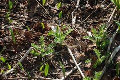 Cirsium kamtschaticum