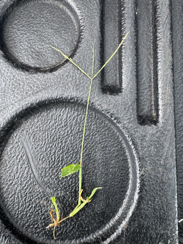 Digitaria ciliaris observed 2026-05-22