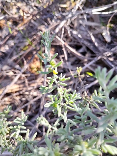 Barrier Saltbush