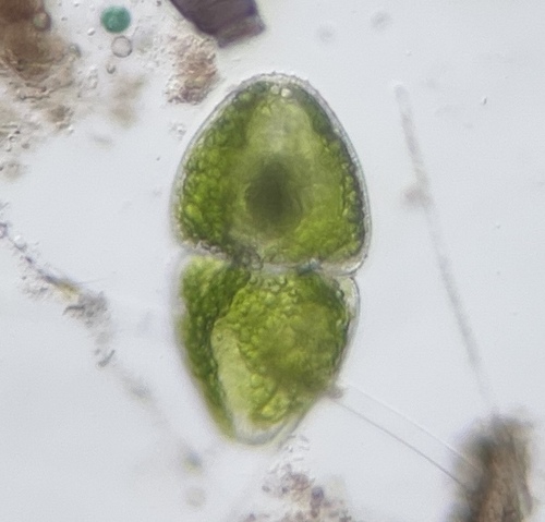 Cosmarium ovale, 2026-05-22