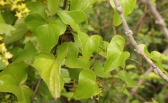 Dioscorea sylvatica