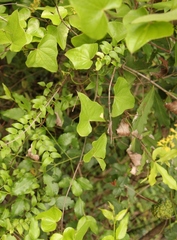 Dioscorea sylvatica