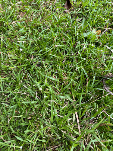 Chrysopogon aciculatus observed 2026-05-22