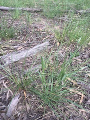 Panicum decompositum
