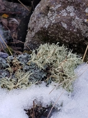 Ramalina intermedia