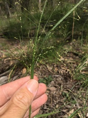 Panicum decompositum