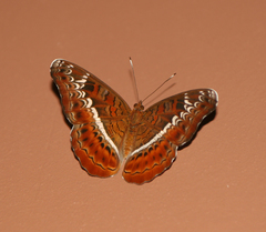 Lebadea martha martha