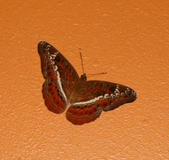 Lebadea martha martha