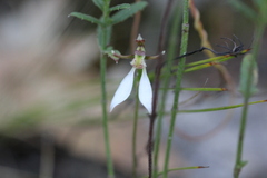 Eriochilus collinus