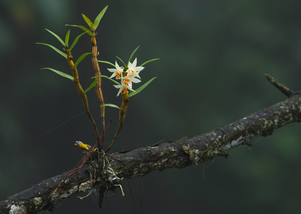 Dendrobium sutepense Rolfe ex Downie 2