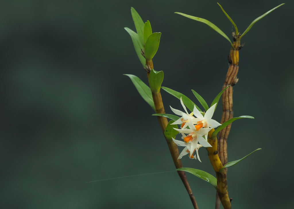 Dendrobium sutepense Rolfe ex Downie