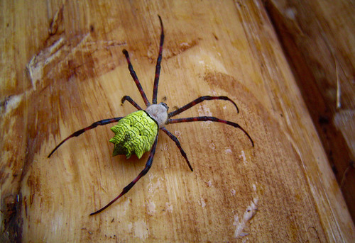 Argiope flavipalpis