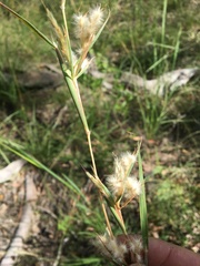 Cymbopogon obtectus