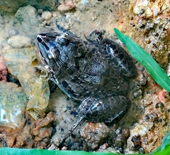 Hoplobatrachus crassus