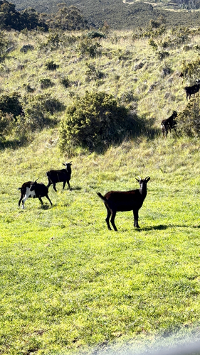 Capra hircus observed 2026-05-17