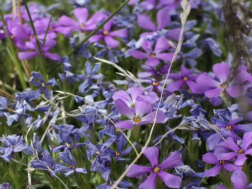 Phlox kelseyi ssp. kelseyi