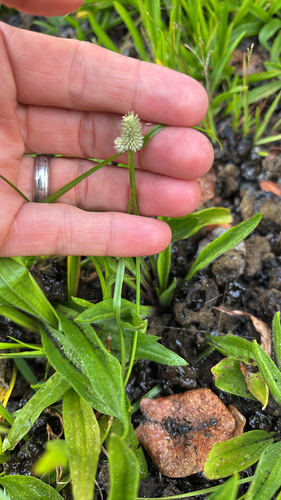 Cyperus sesquiflorus observed 2026-05-22