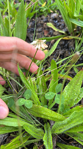 Trifolium repens, 2026-05-22