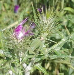 Odontura glabricauda