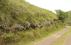 Helichrysum sutherlandii