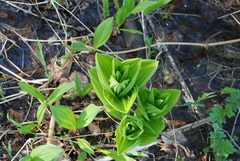 Veratrum oxysepalum
