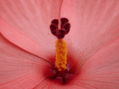 Abelmoschus moschatus tuberosus