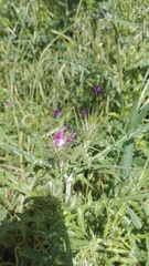 Odontura glabricauda