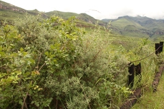 Diospyros austro-africana