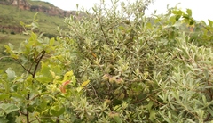 Diospyros austro-africana