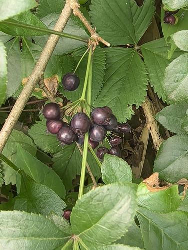Eleutherococcus nodiflorus observed 2026-05-23