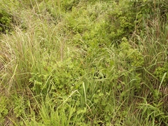 Geranium wakkerstroomianum