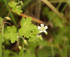 Geranium wakkerstroomianum
