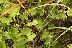 Geranium wakkerstroomianum