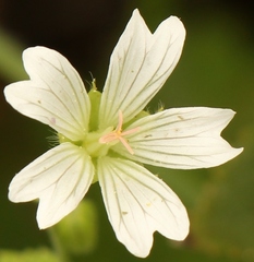 Geranium wakkerstroomianum