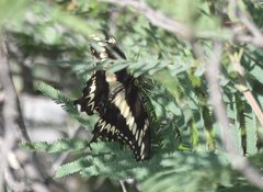 Heraclides ornythion