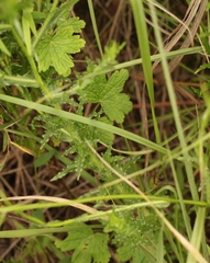 Wahlenbergia krebsii