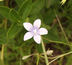 Wahlenbergia krebsii
