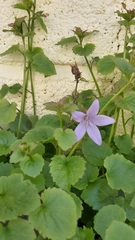 Campanula poscharskyana