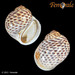 Tiger Moon Snail - Photo (c) Femorale, some rights reserved (CC BY-NC)