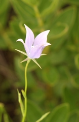 Wahlenbergia krebsii