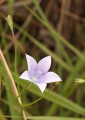Wahlenbergia krebsii
