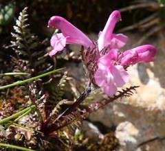 Pedicularis rosea