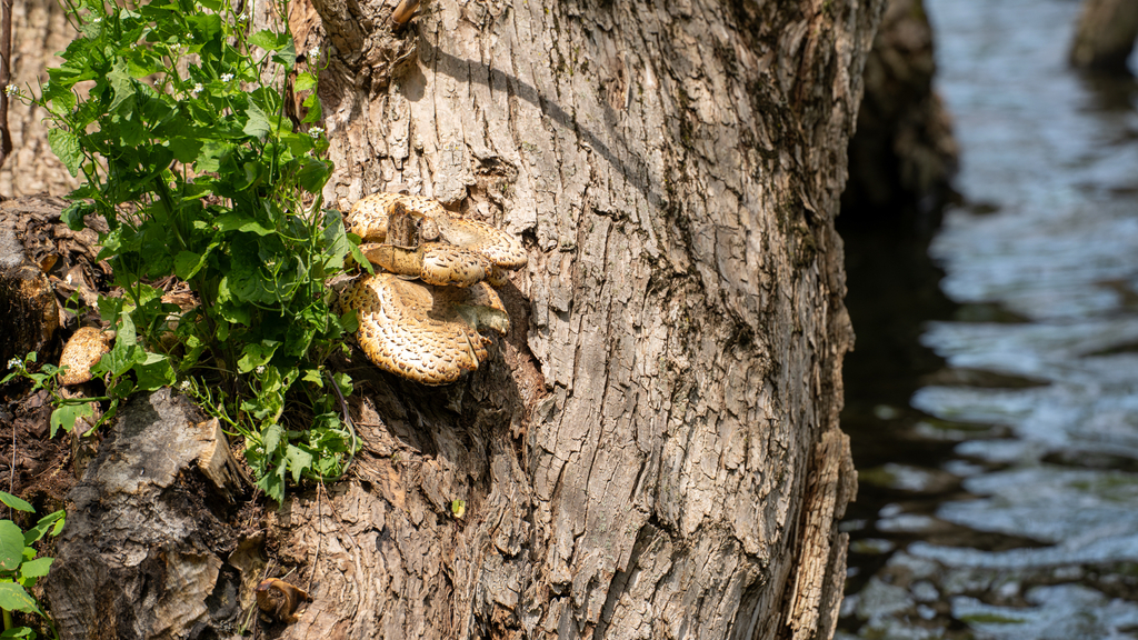 Dryad's Saddle · May 2026 · photo: Photo: (c) Logan Jones, some rights reserved (CC BY) · iNaturalist