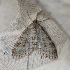 Trichopteryx carpinata