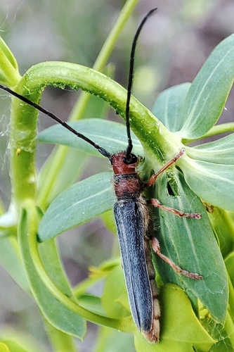 Leafy Spurge Stem Boring Beetle