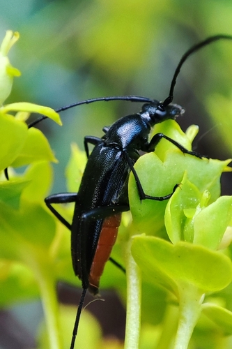 small black longhorn beetle