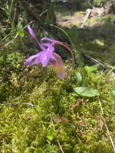 Eastern Fairy-slipper